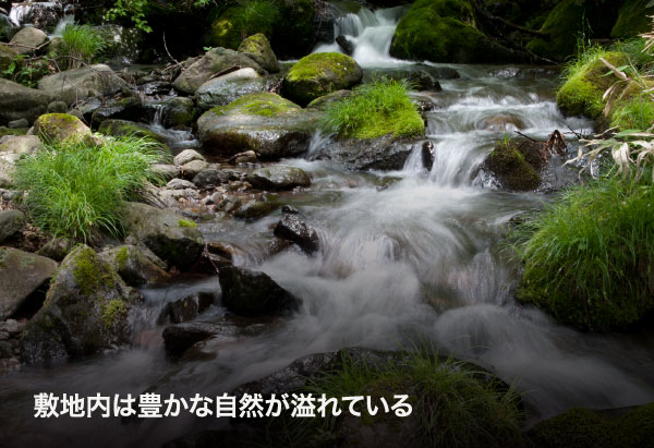 敷地内は豊かな自然が溢れている